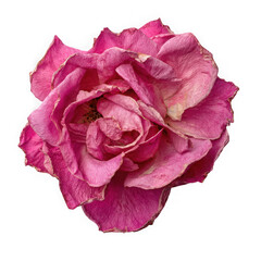 Close up of a dried pink rose with delicate wilting petals and intricate texture isolated on transparent background