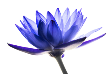 a blue flower is shown against a white background
