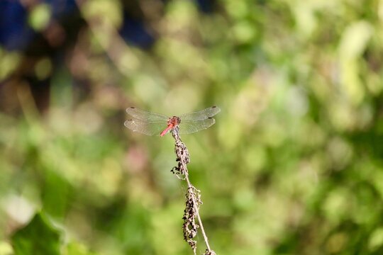 Dragonfly perched on a twig against a green backdrop.