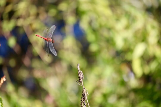 Red dragonfly in flight with blurred background.