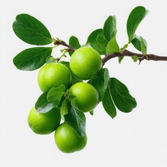 Green fruits on a branch with leaves fruit tree nature
