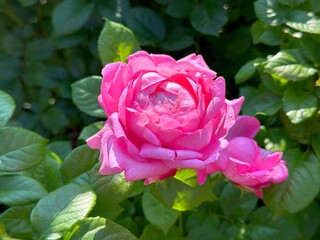 Rose beautiful delicate pink flower.