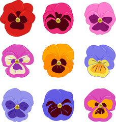 Pansy flowers set. Pretty violets in white background. Colorful pansies in springtime. Cute pansy blossom collection of different color varieties. Vector illustration set
