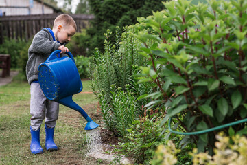 A cute boy with a blue watering can is watering plants and flowers in a summer garden outdoors. The...