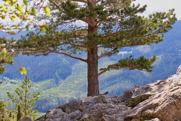 pine tree in the mountains in Zakopane - Lesser Poland - Poland