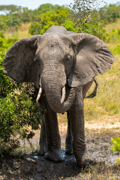 Fototapeta Elephant enjoying mud bath in Masai Mara safari