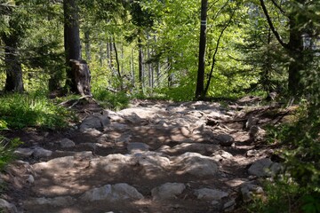 the forest in the morning in Zakopane - Lesser Poland - Poland