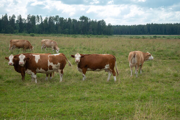 A group of brown and white cows grazing in a green pasture on a cloudy day, with a forest in the background and calm rural atmosphere.
