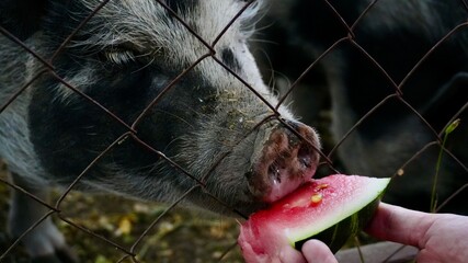 Black pigs behind a wire fence being fed watermelon and interacting with people. Farm animals in...