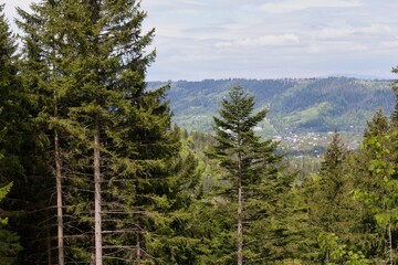 pine forest in the mountains in Zakopane - Lesser Poland - Poland