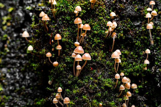 Cluster of mycena fungi on a forest