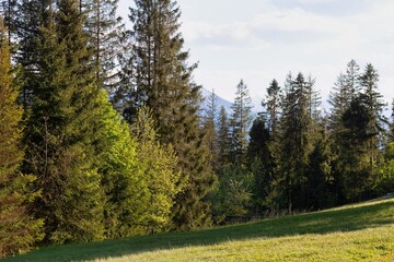 A lush forest scene with tall trees reaching towards a cloudy sky in Zakopane - Lesser Poland - Poland