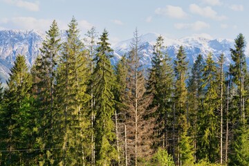 A forest of evergreen trees stands against a backdrop of snow-capped mountains in Zakopane - Lesser Poland - Poland