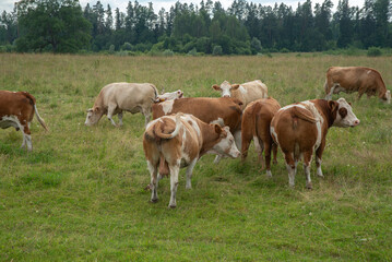 A group of cows grazing and standing in a lush green pasture on a cloudy day, with a forest backdrop and peaceful countryside atmosphere.