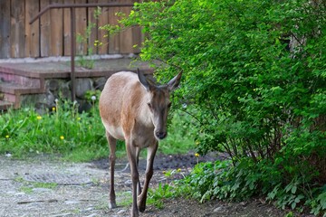 A deer stands in a grassy area next to some bushes in Zakopane - Lesser Poland - Poland