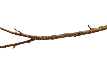 a bird perched on a branch of a tree