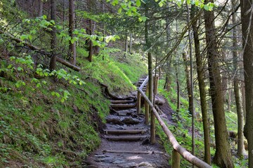 Obraz premium A hiking trail with wooden stairs ascends through a lush green forest in Zakopane - Lesser Poland - Poland