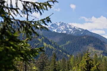 A scenic view of a snowy mountain range framed by a tree branch in Zakopane - Lesser Poland - Poland