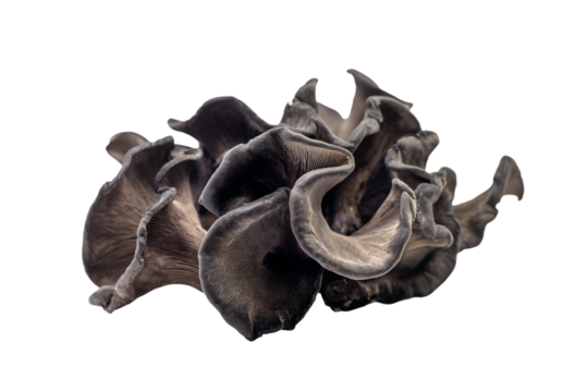 a group of mushrooms that are on a white surface