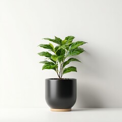 Coffea Arabica in a Black Pot Against a White Backdrop