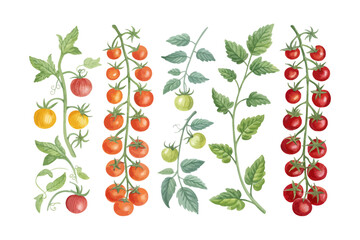 set of watercolor tomato vine vector illustration isolated on white background © Tanvir Rana