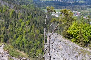  A landscape photograph shows a forested hillside with a rock outcropping and a few scattered trees in the foreground