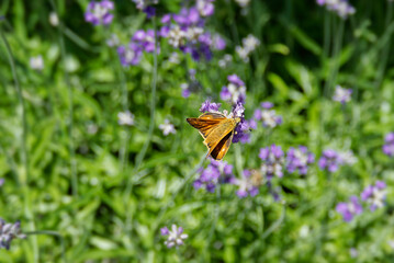 Large Skipper butterfly (Ochlodes sylvanus) perched on lavender plant in Zurich, Switzerland