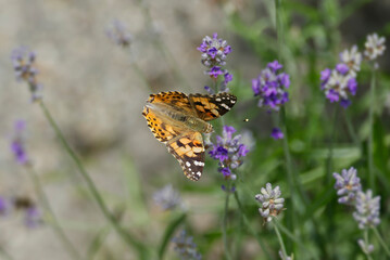 Painted Lady (Vanessa cardui) butterfly perched on lavender in Zurich, Switzerland