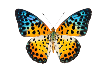 a butterfly with a blue and orange pattern on its wings