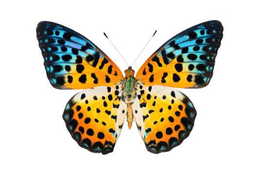 a butterfly with a blue and orange pattern on its wings