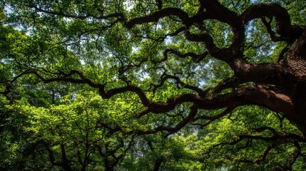 Fototapeta premium Wide angle view of sprawling large tree branches with green leaves under bright sky.