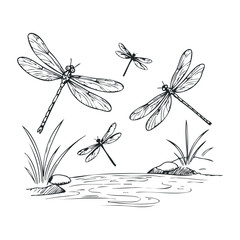 Nature-inspired dragonflies sketched over calm pond with stones and grass. Hand drawn vector illustration