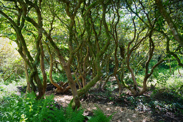 Obraz premium Lush Tropical Forest Landscape in Seleger Moor Park, Switzerland – Dense Green Foliage, Exotic Plants and Natural Light