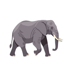 A large grey African elephant calmly walks, showcasing its wrinkled skin and prominent tusks against a plain white background.