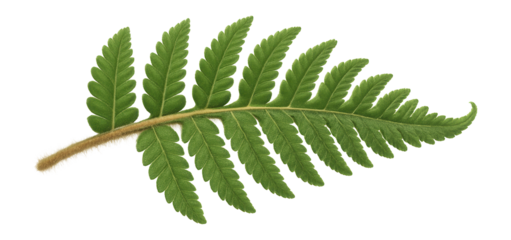 Bracken fern frond showing a distinct, hairy underside