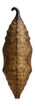 Chrysalis of a swallowtail butterfly with a mottled brown surface and hooked cremaster