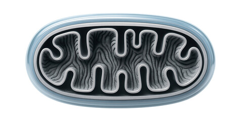 Mitochondrion cross-section showing outer membrane and intermembrane space