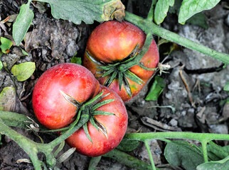 Natural pink tomatoes on the bush, grown in the garden without the use of chemicals, 100% natural...