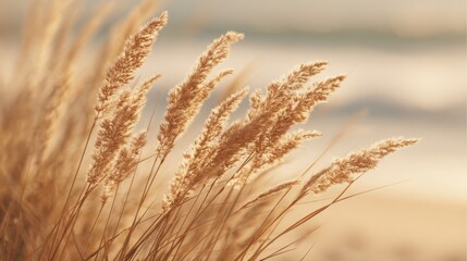 Elegant beige pampas grass plumes swaying gently in the breeze with soft sunset background.