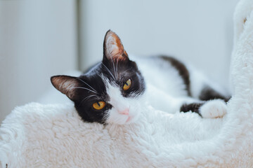 Black and white cat with striking yellow eyes is lounging comfortably on a soft, fluffy blanket,...