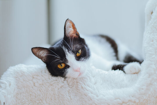 Black and white cat with striking yellow eyes is lounging comfortably on a soft, fluffy blanket, showcasing a relaxed and cozy atmosphere in a serene indoor setting