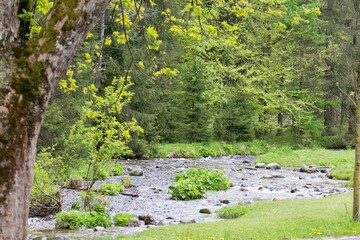  A serene stream flows through a verdant landscape in Zakopane - Lesser Poland - Poland