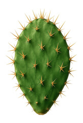 Cactus pad with spines and flat, oval shape