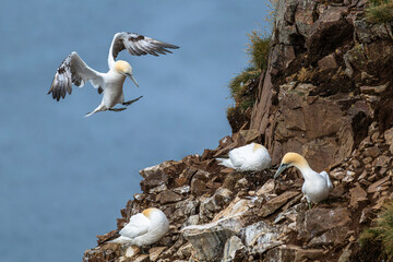 Basstölpel im Landeanflug auf Felsen