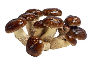 a group of mushrooms on a white surface