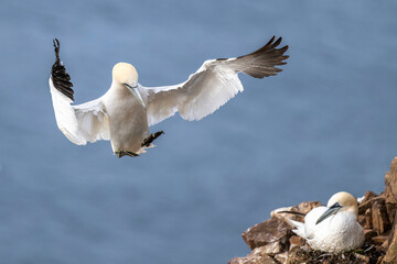 Basstölpel im Flug mit dramatisch ausgebreiteten Flügeln