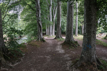 Riverside Walk, A serene photo captures a peaceful woodland walk beside the River Lossie, where dappled sunlight filters through a lush canopy of oak, birch, and pine trees. 