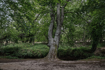 Riverside Walk, A serene photo captures a peaceful woodland walk beside the River Lossie, where dappled sunlight filters through a lush canopy of oak, birch, and pine trees. 