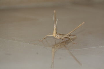 the extremely strange and rather large slant faced grasshopper