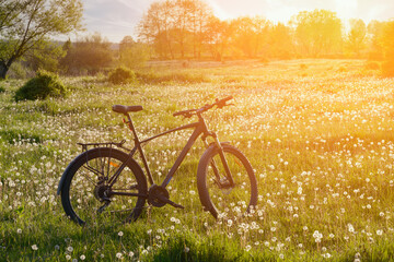 Bike resting in a dandelion-filled field during a golden sunset providing a peaceful outdoor moment